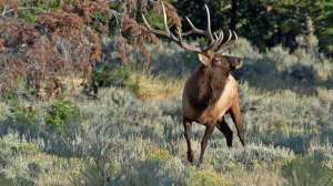 Rmef elk calling tips lead 181003 161347