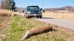 Roadkill 2 181203 143230