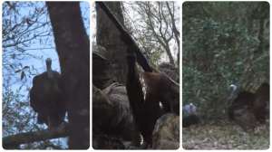 Roosted gobbler and youth hunter