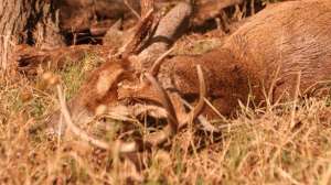 Rut hunting part 2 november lead 181003 155803