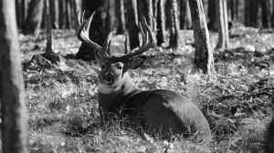 Rut part 1 november 2011 lead 181003 161159