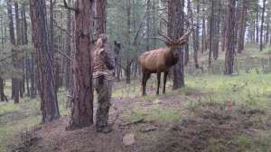 Rutting bull elk at 4 yards