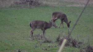 Scott1stdeer700 181003 162122