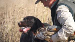 Scottlinden bird dispatching 181004 084436