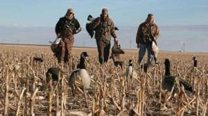 Sd geese ducks 2 052 700 181004 084434