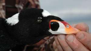 Sea ducks 2 700 181003 155403