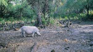 Seminole hog hunting december lead 181004 084432