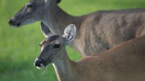 Sexratios700 181003 155743