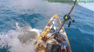 Shark attacks kayak