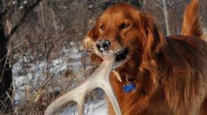 Shed lead 181003 155419