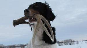 Shed hunting dog lead 181003 160439