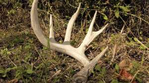Shed hunting january lead 181003 160241