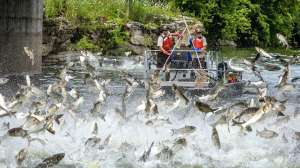 Silver carp jumping in midwest waterway usfws photo