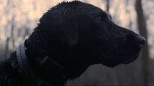 Sitkadog700 181003 160304