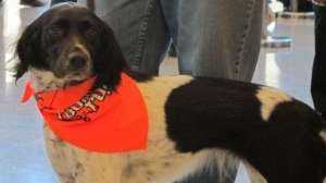 Small munsterlander700 181003 160637