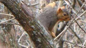 Small game bow hunting june lead 181003 155509