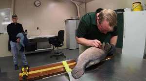 Smallmouth bass dissect