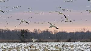 Snow geese blue geese USFWS