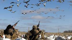 Snow goose hunting lead 181003 155547
