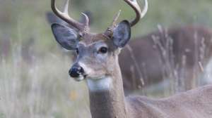 Special deer calls june lead 181003 160006