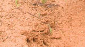 Spring scouting700 181003 155546