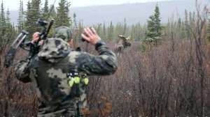 Stalking a moose with bow