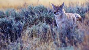 Stealth hunting june lead 181004 084616