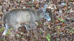 Stone string jump strategies700 181003 155619