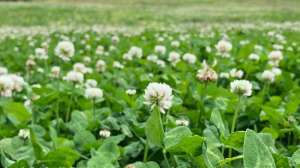 Stop mowing clover fields