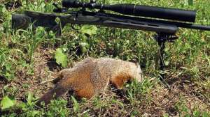 Summer woodchuck hunting july lead 181003 155632