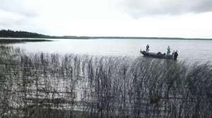 Summertime largemouth in reed beds