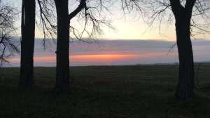 Sunset woods cropped