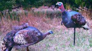 Tale turkeys june lead