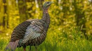 Three new turkey decoys