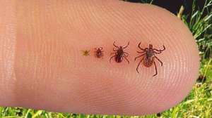 Ticks on finger pic