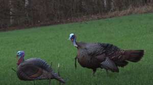 Tom turkey with decoy Ontario