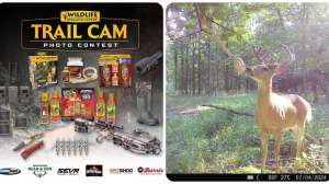 Trail cam contest lead pic