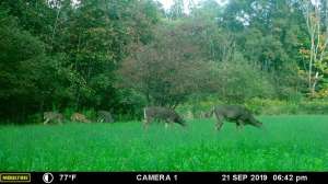 Trail cam pic doe and fawns