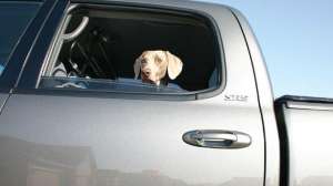 Traveling with dogs january lead 181003 155942