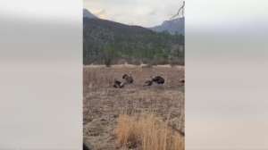 Turkey decoy surprise pic