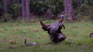 Turkey video florida