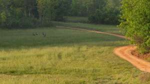 Turkey hunting davis quail lead 181003 155955