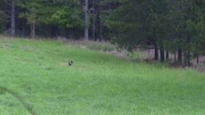 Turkeys700 181003 155935