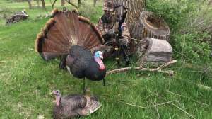 Two turkey broadhead choices