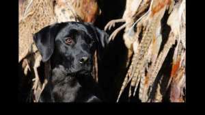 Uplandretrievers700 181003 155941