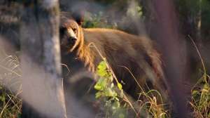 Vaznis black bear bait school700 181003 160614