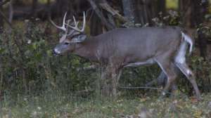 Vaznis glass for missing deer 700 181003 155111