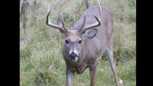 Vaznis deer scents sept bhw lead 181003 160433