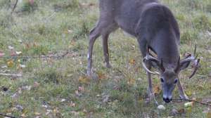 Vaznis fruits november lead 181004 084615