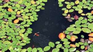 Vegetation bass fishing